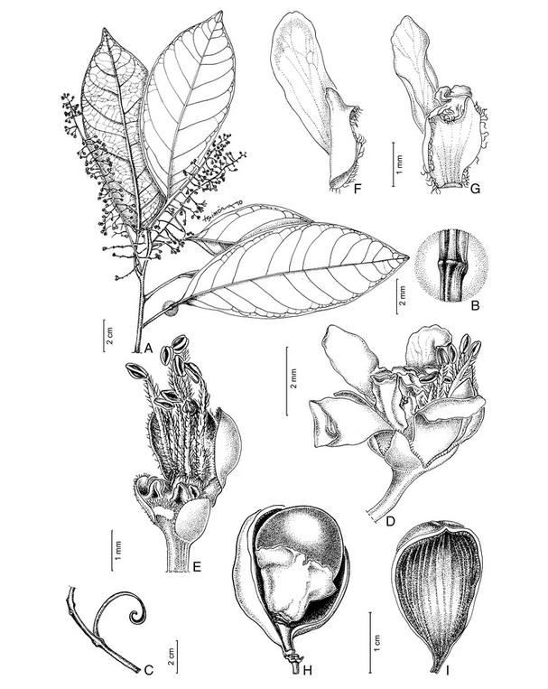 Ilustração de *Paullinia unifoliolata* Perdiz & Ferrucci (Sapindaceae), feita por Laura Simón (IBONE).