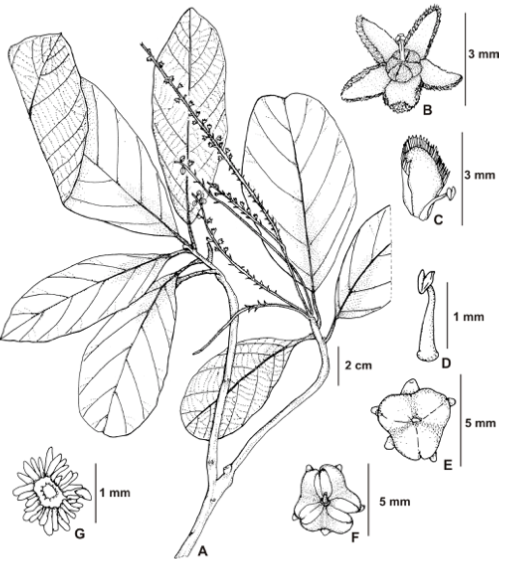 Ilustração de *Clethra scabra*. Ilustração feita por Thiago Araújo e finalizada em nanquim por Lucas Marinho.