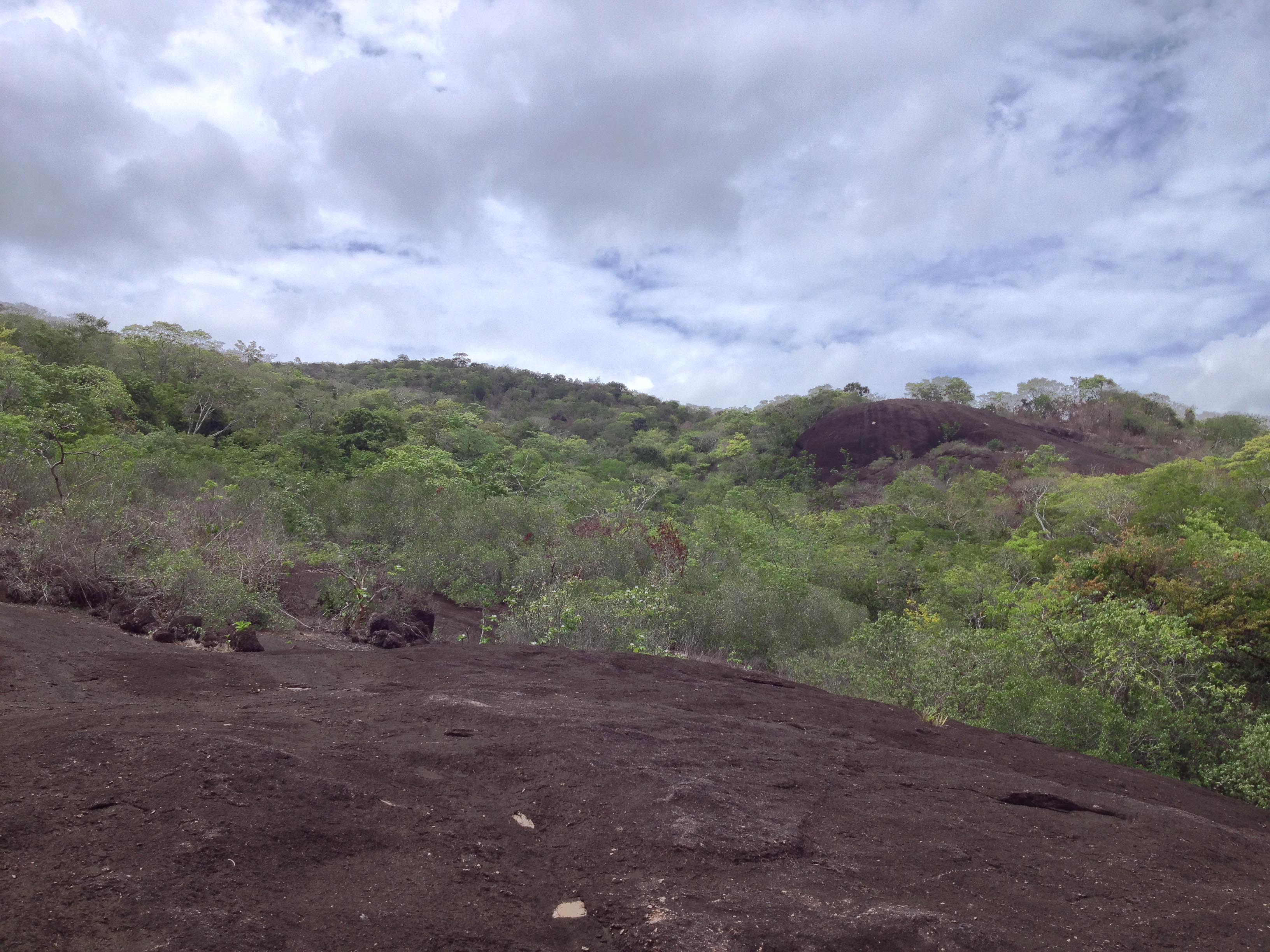 Habitat de *Pilosocereus oligolepis* na Serra Grande, Cantá, Roraima, Brasil. Foto de R. Perdiz.