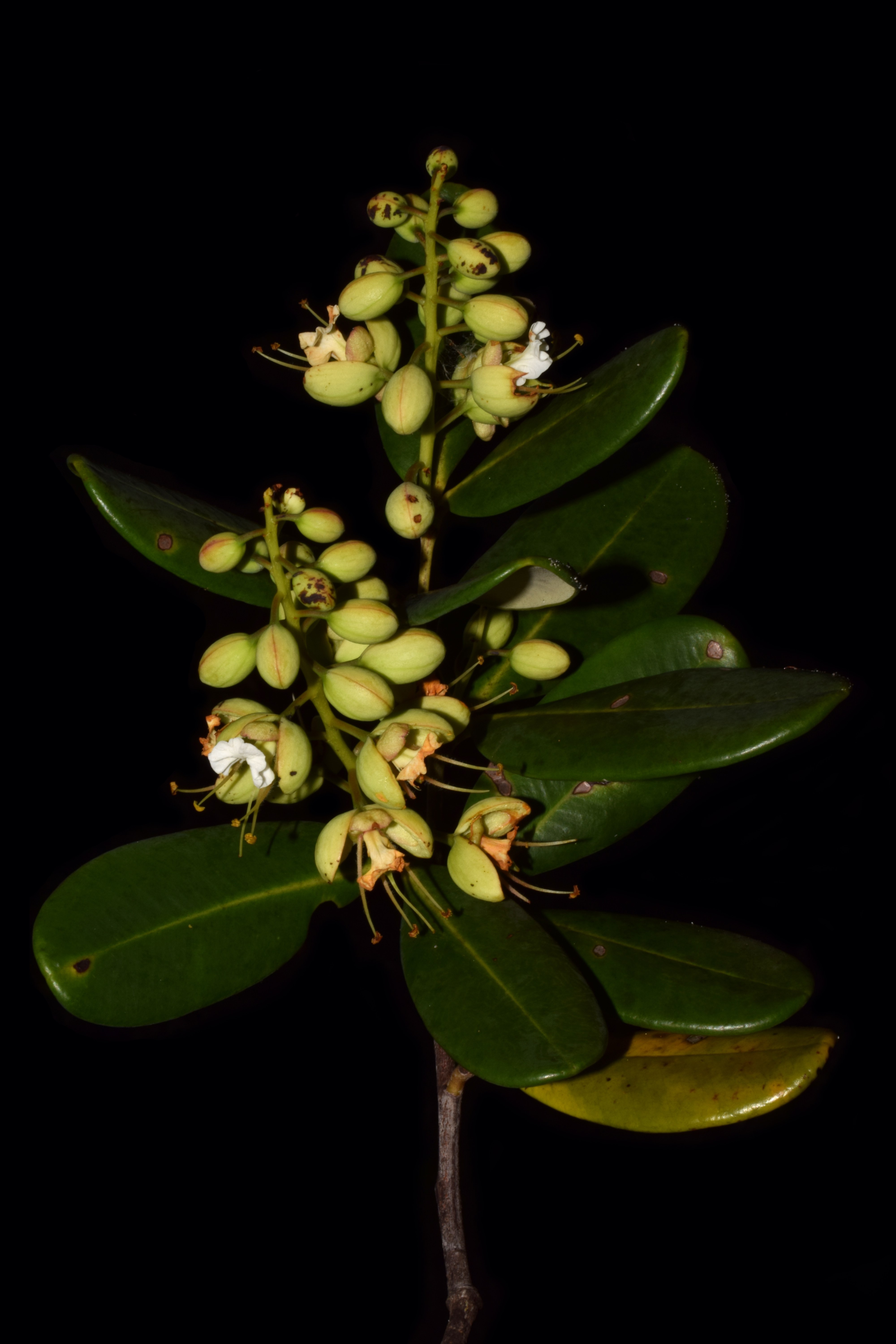 Ramo com flores de *M. aracaense* Farroñay. Foto por [Francisco Farroñay](https://www.researchgate.net/profile/Francisco_Farronay)
