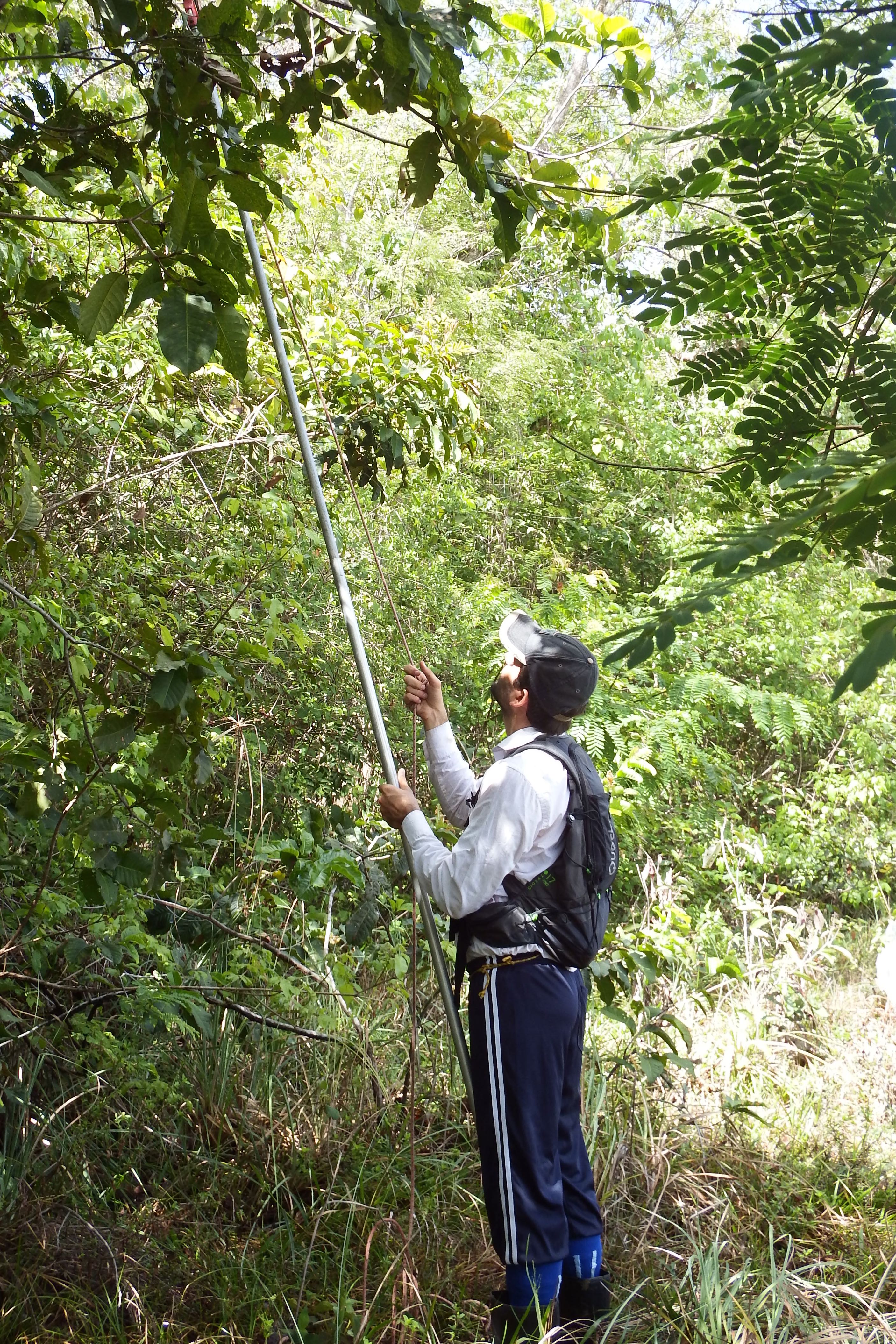 R. O. Perdiz coletando uma árvore com podão. Foto por M. M. A. Jaramillo