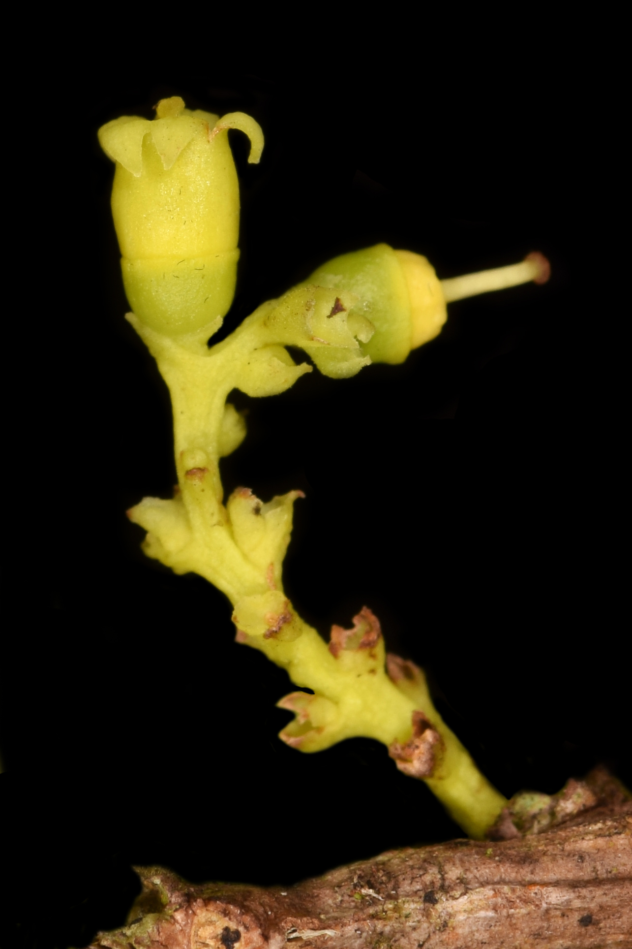 Inflorescência de *S. clarkii*. Foto por [Francisco Farroñay](https://www.researchgate.net/profile/Francisco_Farronay)