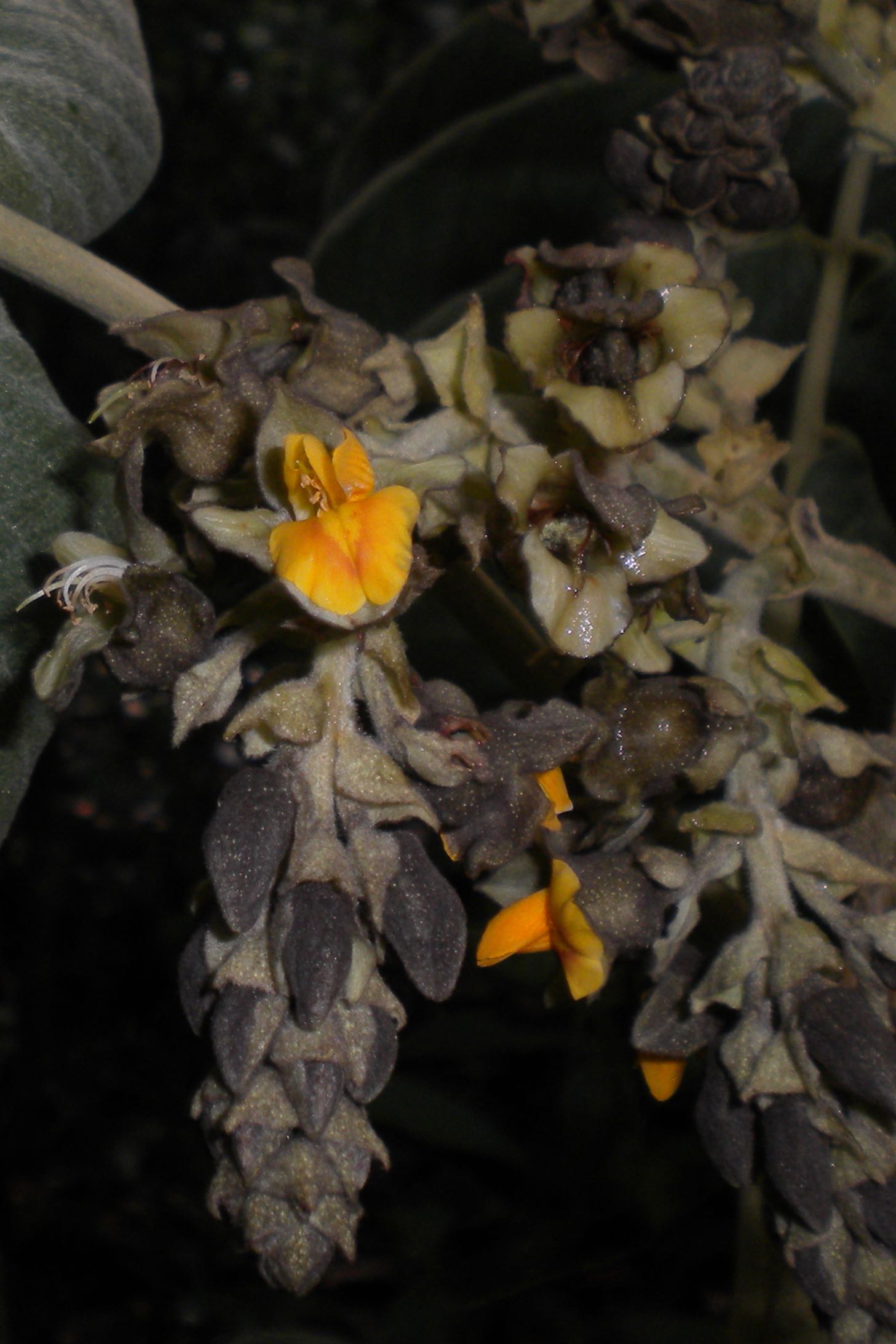 Flores de *Centrolobium paraense* Tul. (Leguminosae; amostra *Perdiz 1379*), localmente conhecida como Pau-Rainha, muito abundante na ESEC Maracá. Foto por R. O. Perdiz