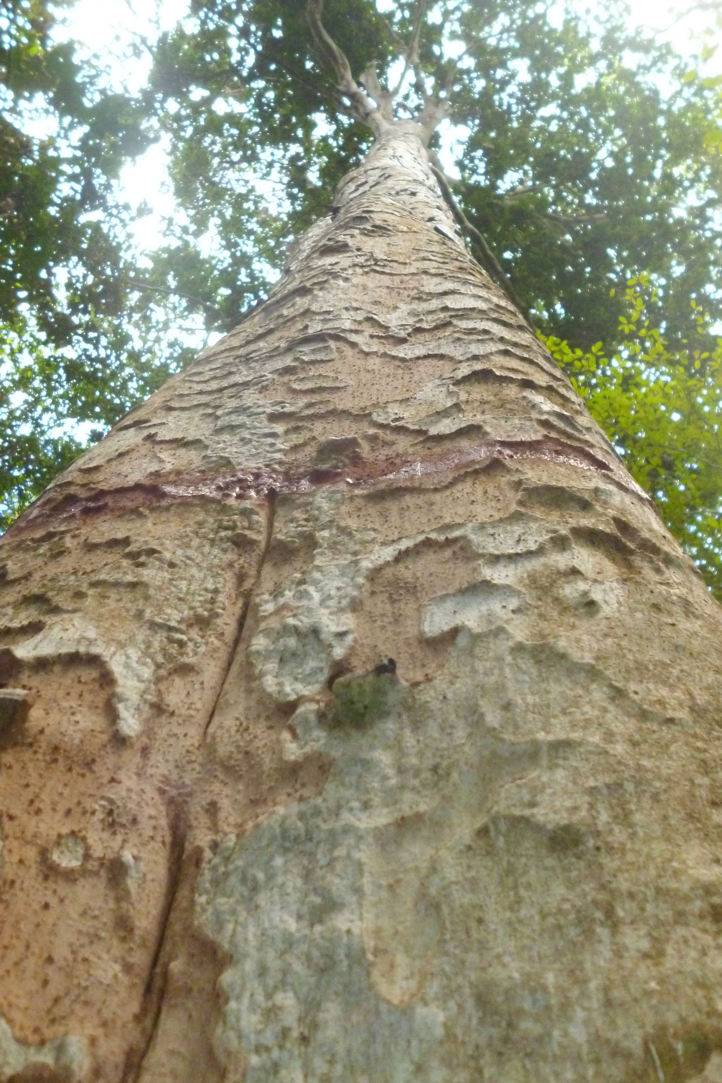 Tronco de *Pradosia surinamensis* (Eyma) T.D. Penn. (Sapotaceae), uma das espécies mais abundantes na ESEC Maracá (Indivíduo 535 da parcela LO5_1600-1650). Foto por R. O. Perdiz