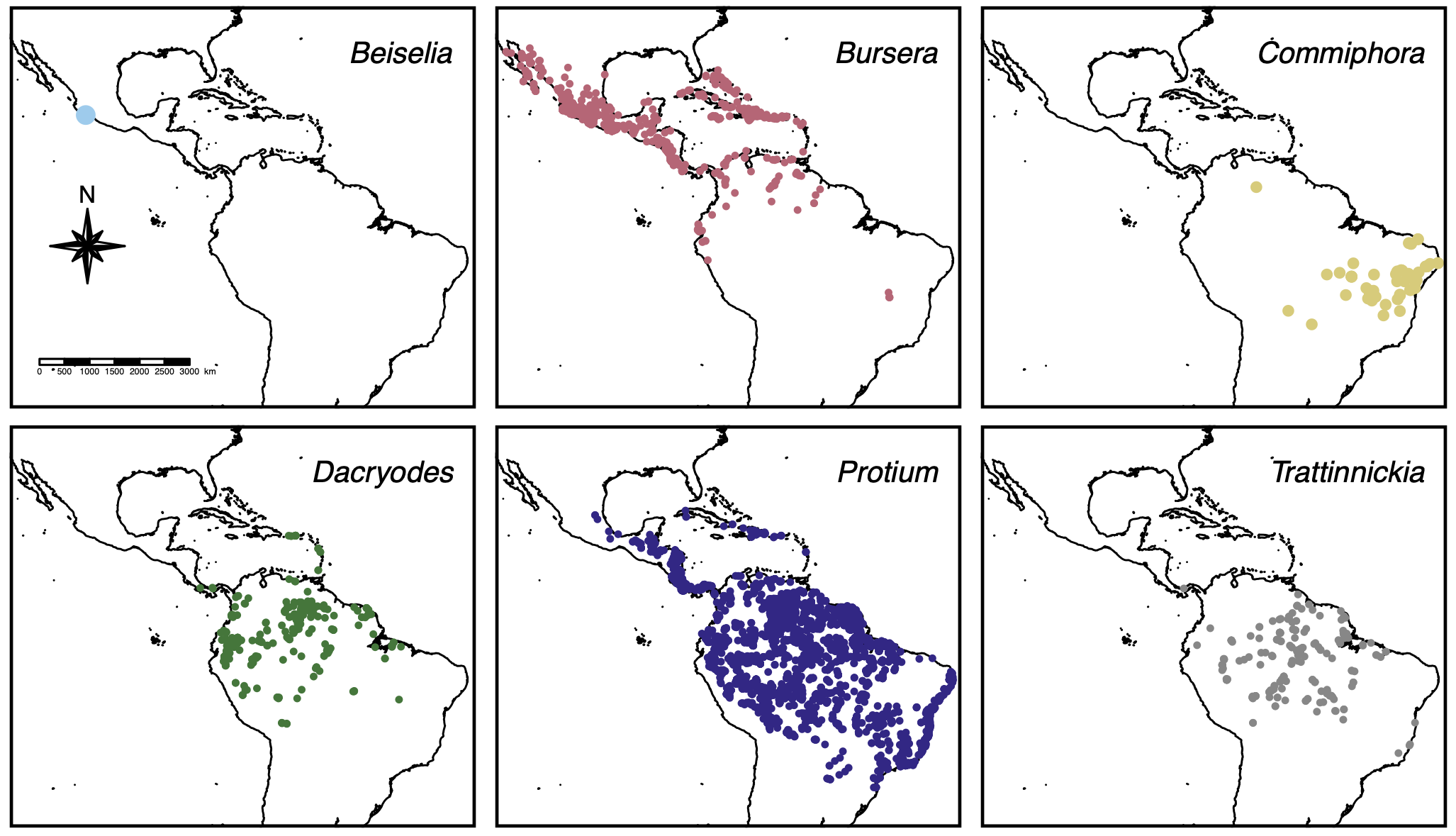 Mapa de distribuição dos gêneros de Burseraceae de ocorrência na região Neotropical.