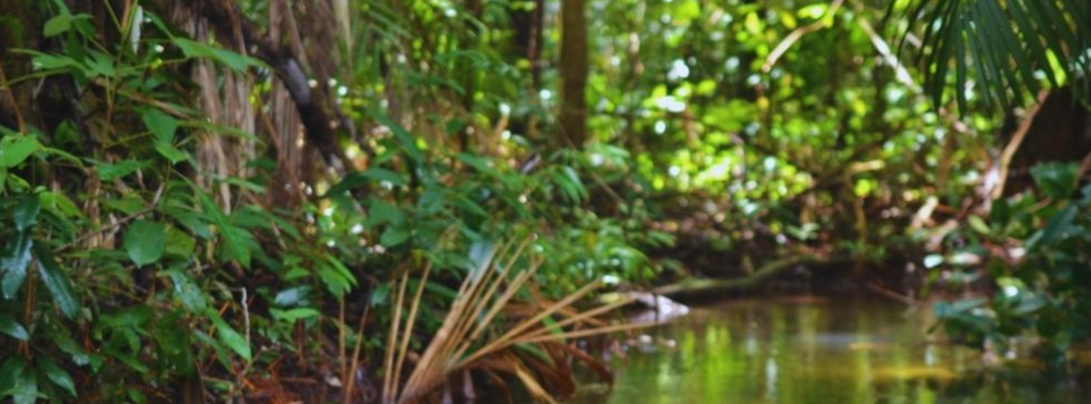 Foto de vegetação da FLONA Tapajós. Foto de autoria do prof. Dr. Leandro Giacomin, obtida diretamente da página do [checklist](https://catalogo-ucs-brasil.jbrj.gov.br/descr_areas.php?area=FlonaTapajos).