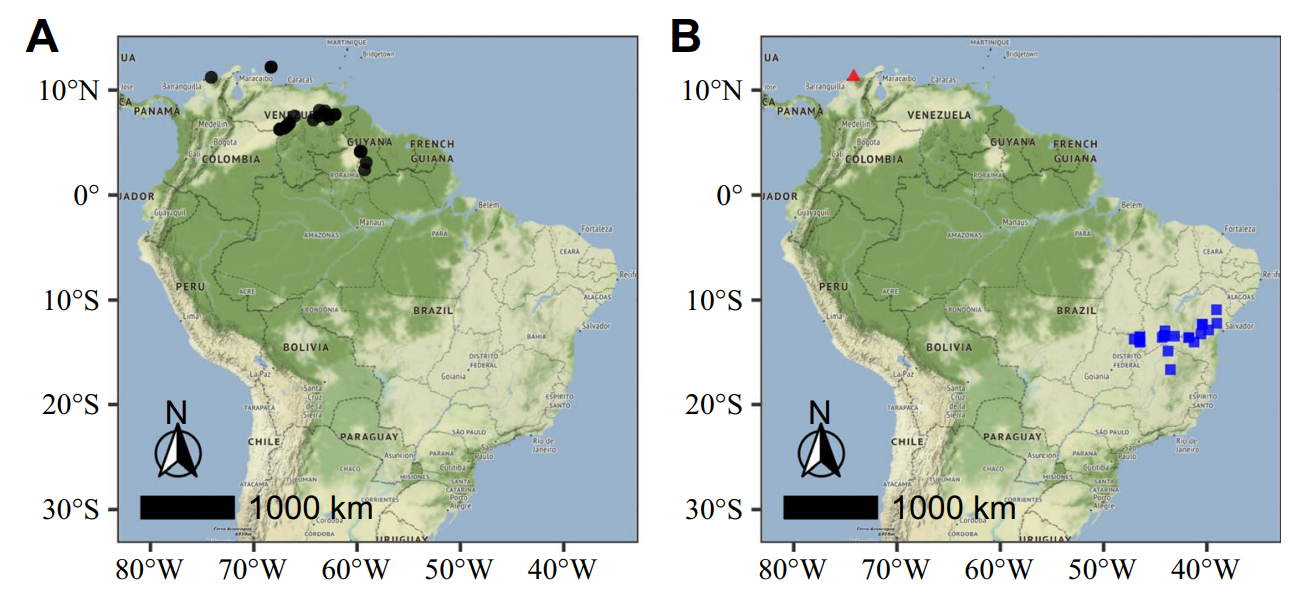 Distributions of Tumultivenia caatingae, Uniostium velutinifolium, and Cyrtocarpa caribaea. A. Uniostium velutinifolium (black circles). B. Tumultivenia caatingae (blue squares) and Cyrtocarpa caribaea (red triangle).