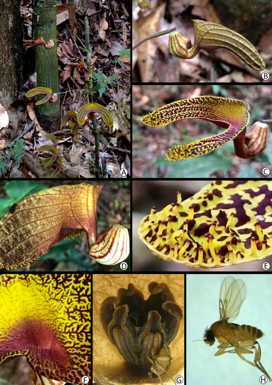 Hábito, flores e visitante floral de *Aristolochia wankeana*. Créditos: A–C, E por A.M. Araújo; D, F–H por C.A.S. Batista.